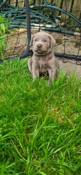 Labmaraner ( Labrador - Weimaraner ) Welpen