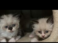 RAGDOLL Kitten - Brieselang