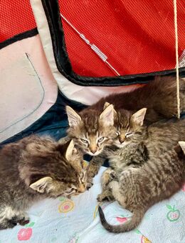 4 Kitten abzugeben - Bad Dürrenberg