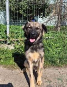 Freundlicher Murfee sucht sein Zuhause - München