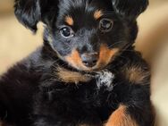 Baby Russkiy Toy Terrier (Langhaar) mit Ahnentafel - Dittelbrunn