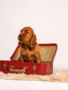 Irish Setter Welpe - Hündin aus 36 jähriger Formzucht mit Papiere - Bremen