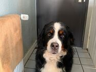 Berner Sennen Hündin - Bergisch Gladbach