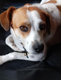 Cuba - eine Freundin für´s Leben - Grevenbroich