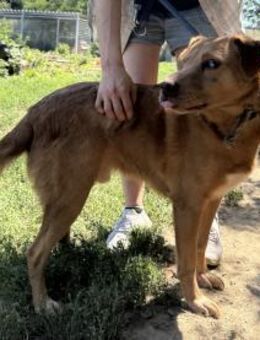 Jack - sucht dringend ein Zuhause! - Köln