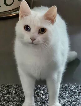 Khao Manee-Katze - Burgkunstadt Zentrum