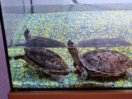 Wasserschildkröten - Kirchbrak