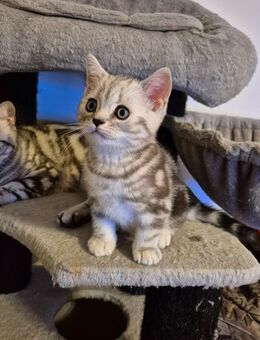 Britisch-Kurzhaar Babykatzen - Forchheim (Bayern)