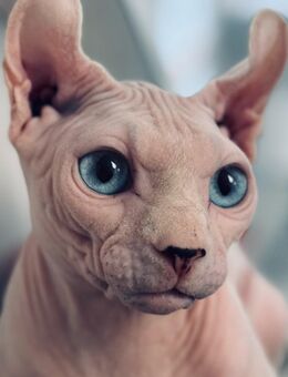 Sphynx Kater - Neumünster