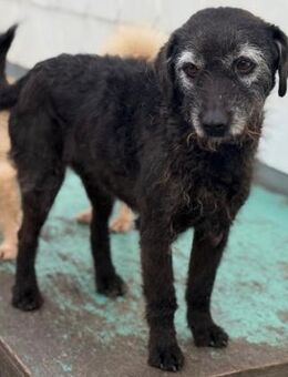 Cora, Hündin kastriert, ca. 7 Jahre - Wegberg