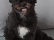 Shi Tsu Havanese Mix - Itzehoe