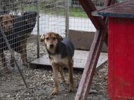 LARA - mit Liebe das Hundeherz erobern - Overath