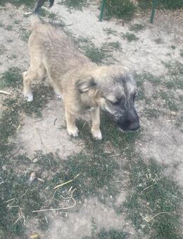 Lilith sucht ihr Glück - Rambin