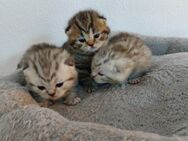 BKH Kitten - Herten Zentrum