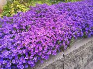 Blaukissen SWR Treffpunkt mehrjähriger Bodendecker Boden Decker Aubrieta Blaukisse Boden Decker Sand Steine Bodendecker niedrige Pflanzen Balkonblumen Blumengarten Begrünung Mauer Dachbegrünung blau lila Pflanzen Muttertag Vatertag Saatgut Biene - Pfedelbach