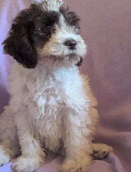 Cockapoo Welpen - Uplengen