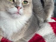 Balu & Chili suchen schweren Herzens ein neues Zuhause 🐾 - Schweinfurt