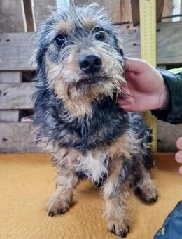 Kleiner Sonnenschein Carlos - Koblenz