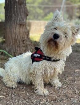 Mika❤️ist ruhig, sanftmütig und fröhlich - Hamburg