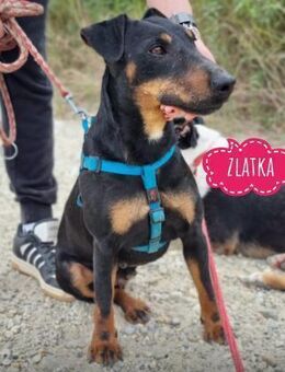 Zlatka eine Kämpferin - Flörsheim-Dalsheim