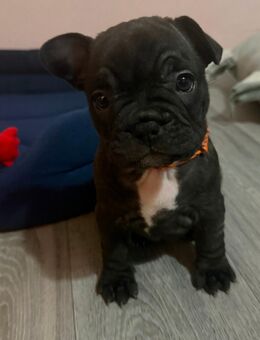 Französische Bulldogge Welpe - Troisdorf