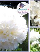 ♥ Riesen Mohn,Weiß gefüllt,Samen,Tulpenstolz,Rarität,Bienen,Garten,Papaver,Pfingstrose,Bauerngarten,Bienenweide in 22457