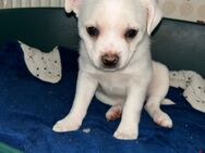 Französische Bulldogge - Jack Russel - Mischlinge - Röbel (Müritz)