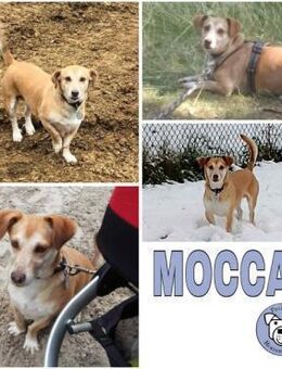 MOCCA -sucht ein hundeerfahrenes Zuhause - Duisburg