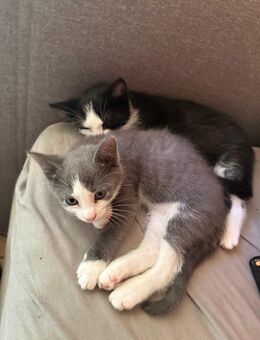 Zwei kleine Kater suchen ein liebevolles Zuhause – nur gemeinsam - Büdelsdorf Zentrum