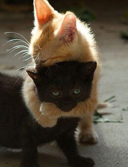 BKH Kitten Katzen Mix 6 Babys abzugeben Stubenrein - Goch