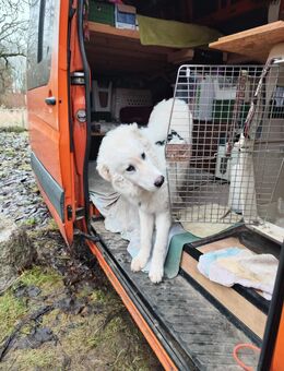 NEBBIA - fröhlich, intelligent, sozial💕 - Marienfließ
