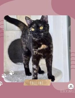 Katze Pauline sucht ihre lieben Menschen - Lalendorf