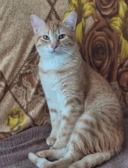 Antonio lebte am Busbahnhof - Augsburg