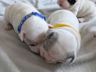 3 Französische Bulldoggenen Mädchen - Bönnigheim