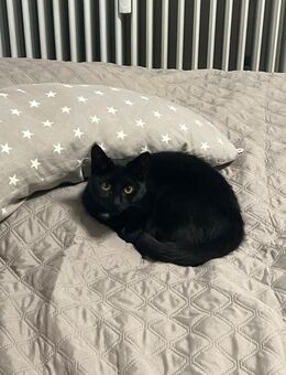 Verschmuste/Verspielte EKH-Mischling Katze - Schwäbisch Hall