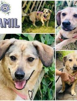 JAMIL * herziger kleiner Kumpel - Duisburg