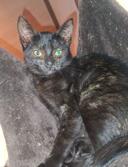 Katzenbaby abzugeben - Plein