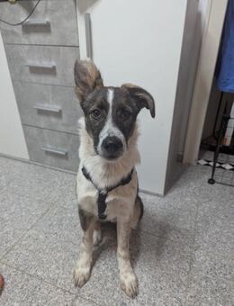 Xami💖 Kuscheliges Körbchen gesucht - Spenge