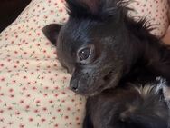 Kleine Chihuahua Hündin 9 Monate sicht zu Hause auf Dauer - Braunschweig