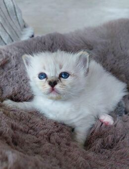 Heilige birma kitten - Marl (Nordrhein-Westfalen)