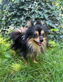 🐾 Knox kleiner Pomeranian - Kassel