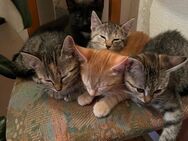Suße katzen - Lautenbach