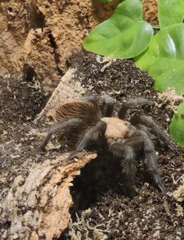 0.1.0 Brachypelma albiceps, 6 cm - Bremerhaven