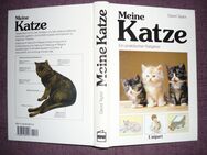 David Taylor- meine Katze, Katzenratgeber - Bendorf (Rheinland-Pfalz)