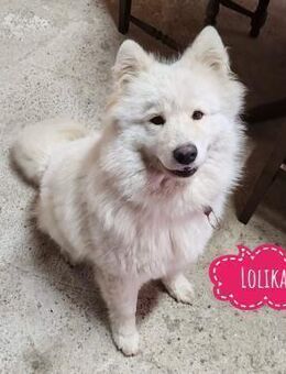 Lolika ein tolles Wesen - Flörsheim-Dalsheim