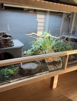 Königspython Weiblich mit OSB Terrarium und Technik - Würselen