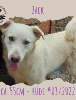 Zack - Rotenburg (Fulda)