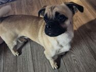 Mops/Chihuahua Mix Rüde Baylie sucht ein neues Zuhause - Erfde
