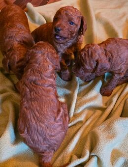 3 süße Zwergpudel (m) suchen ab Ende Januar ein Zuhause - Dortmund