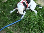 Jack Russell Mischling - Hainichen (Sachsen)